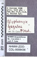 Etiketten zu Glyphonyx gagates (Fleutiaux, 1941) (NHMW-ZOO-COL-0008436)